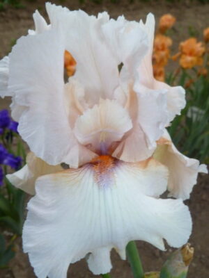 Irys bródkowy Thipaty kremowe kwiaty kłącze nr 64