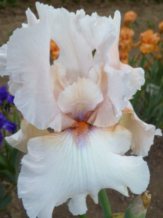 Irys bródkowy Thipaty kremowe kwiaty kłącze nr 64