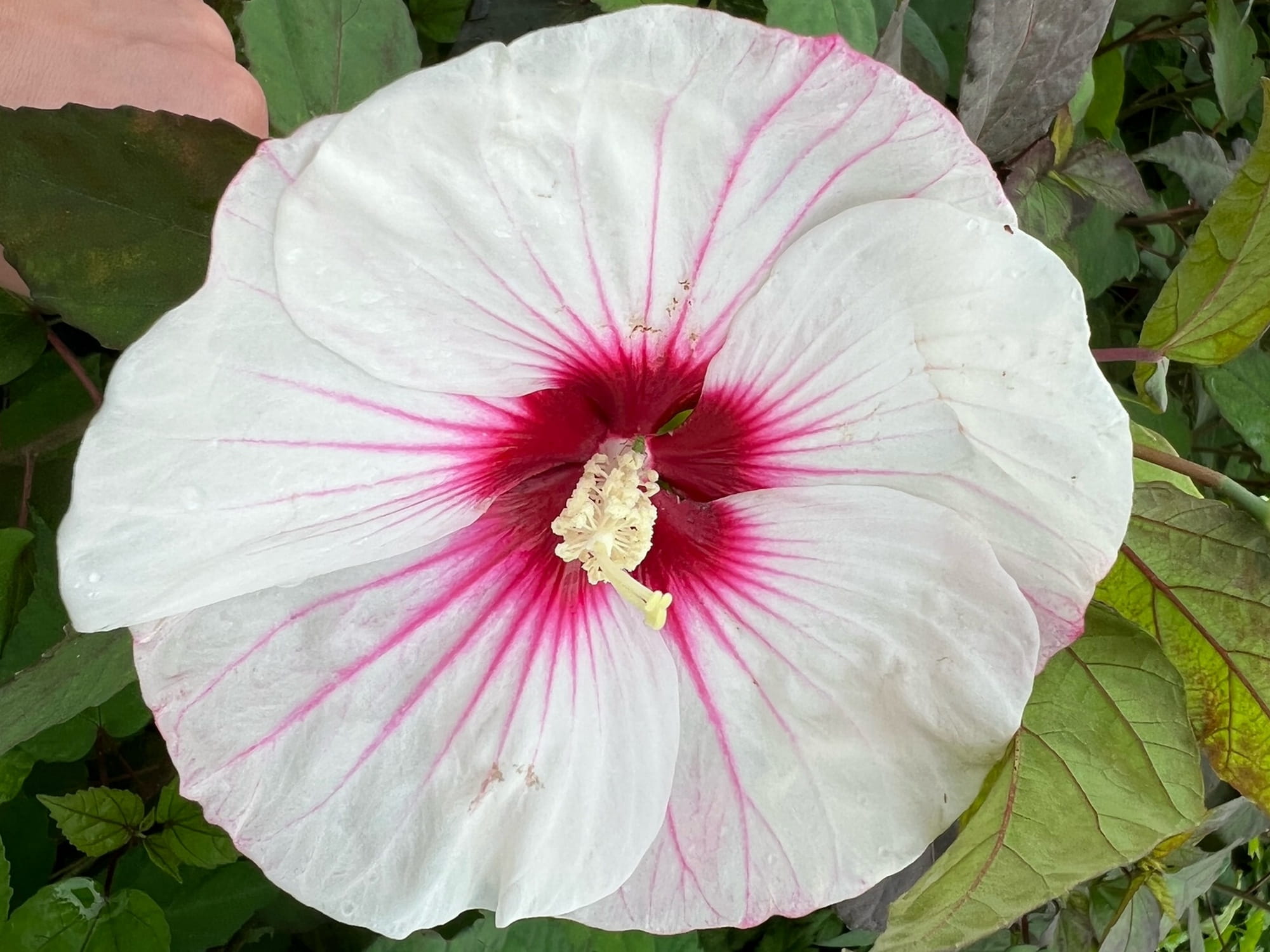 Hibiskus bylinowy Hibiscus moscheutos 'Small Wonder’ P9