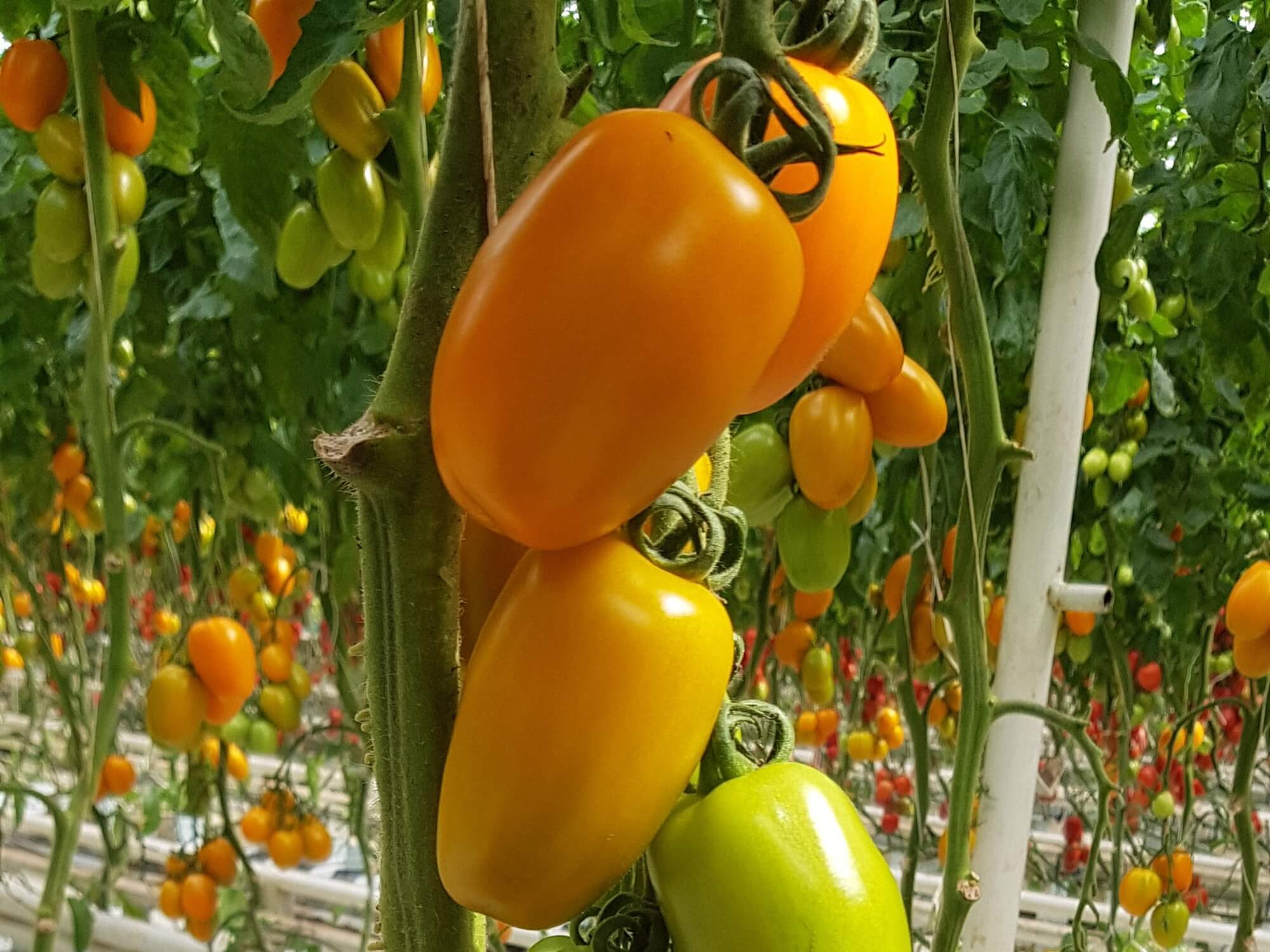 Żółty pomidor podłużny