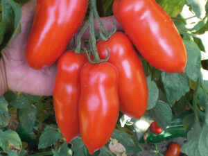 Pomidor podłużny Giulietta