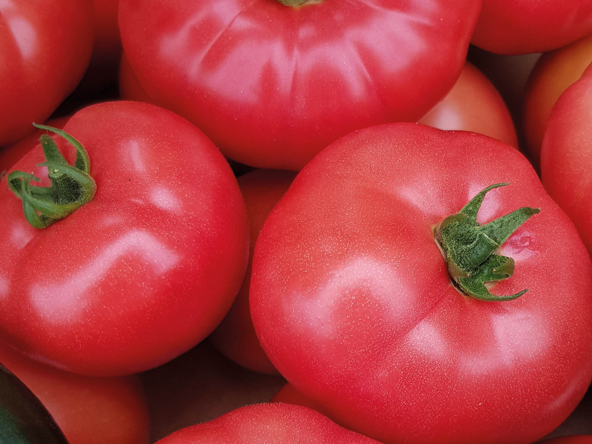 Pomidor malinowy czerwony