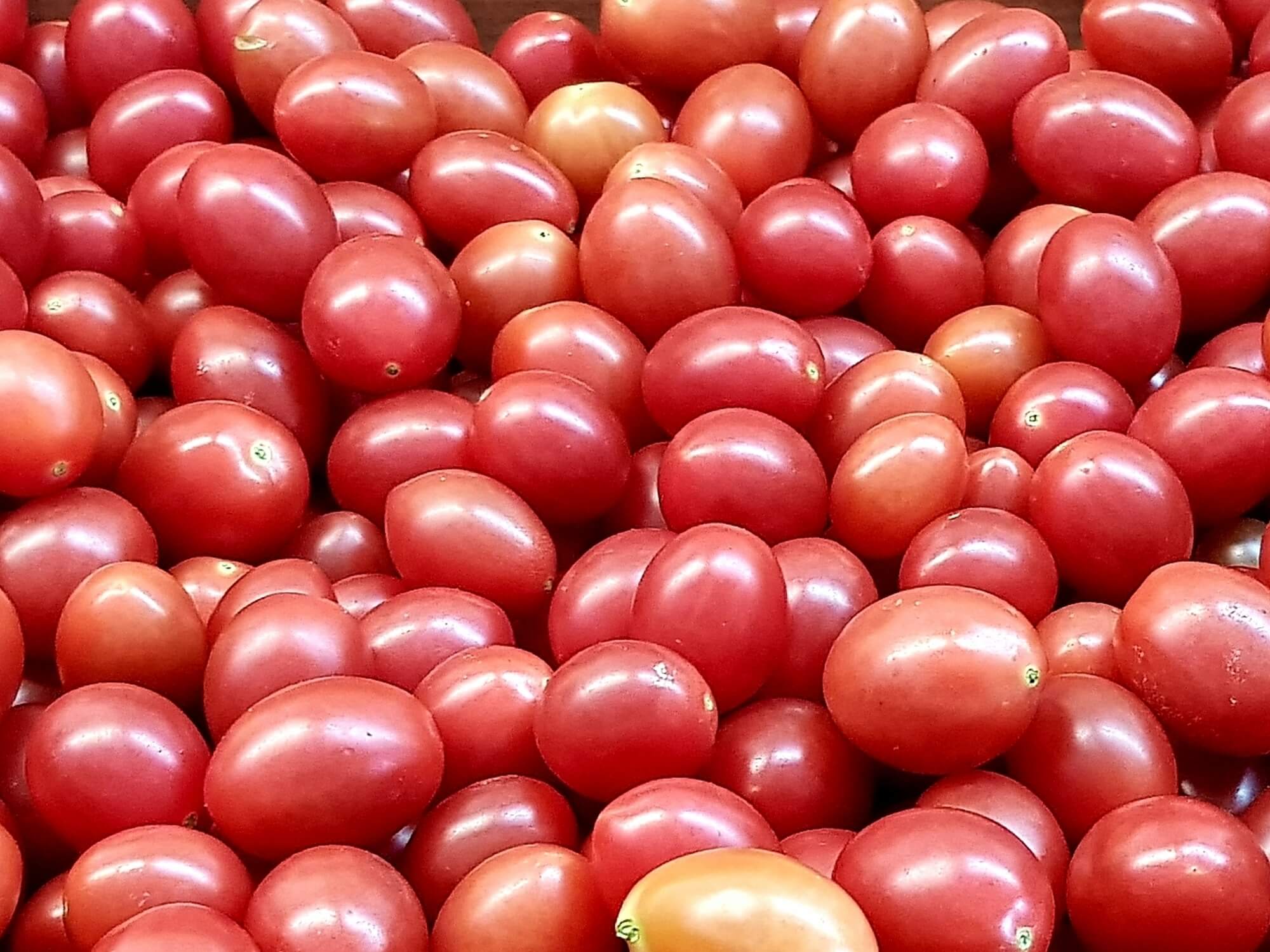 Mały pomidor czerwony