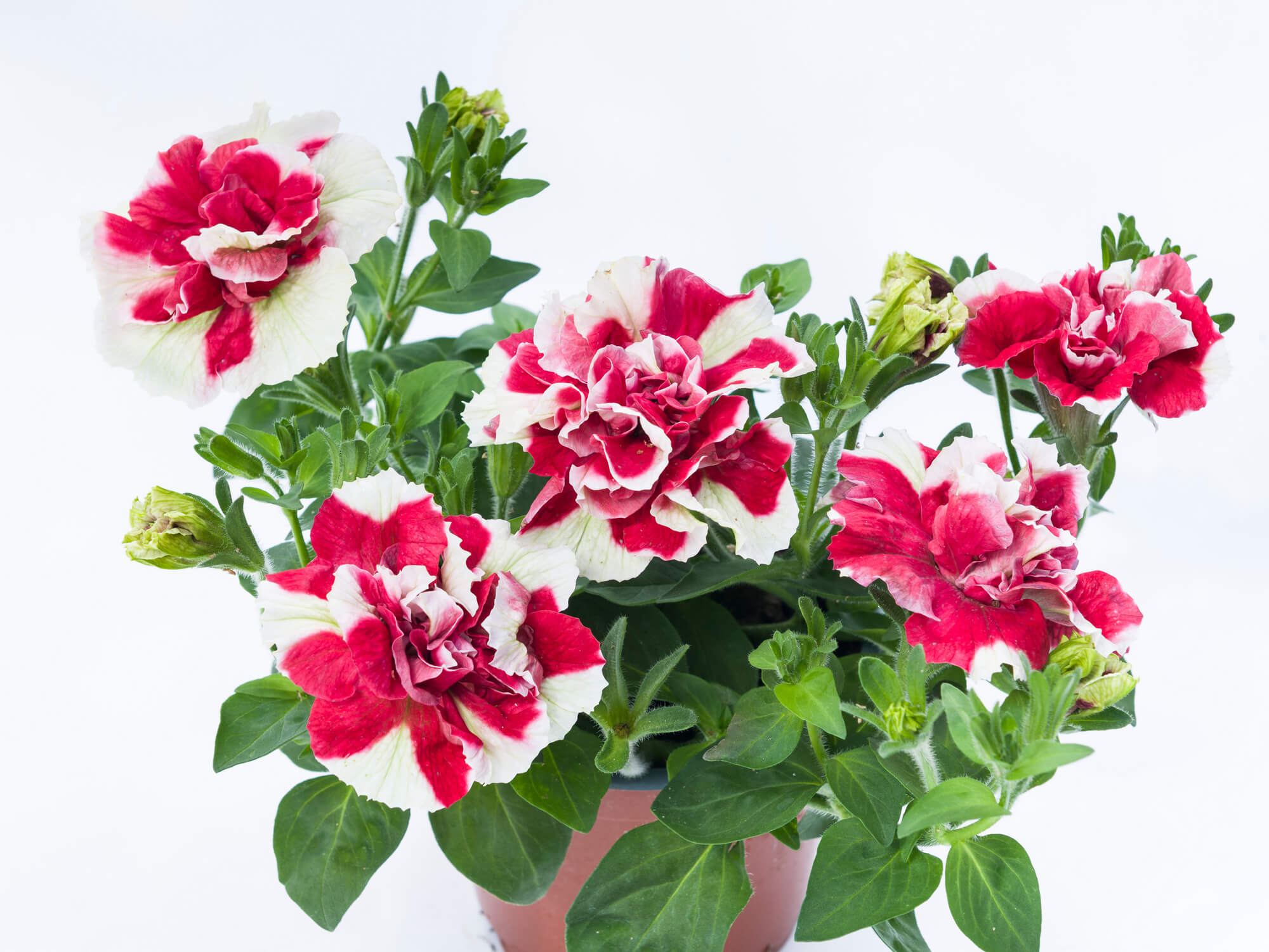 Petunia 'Tumbelina Scarlet Ripple’ sadzonka P9 biało-czerwona pełne kwiaty