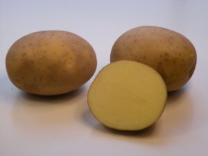 Werbena sadzeniaki ziemniaka