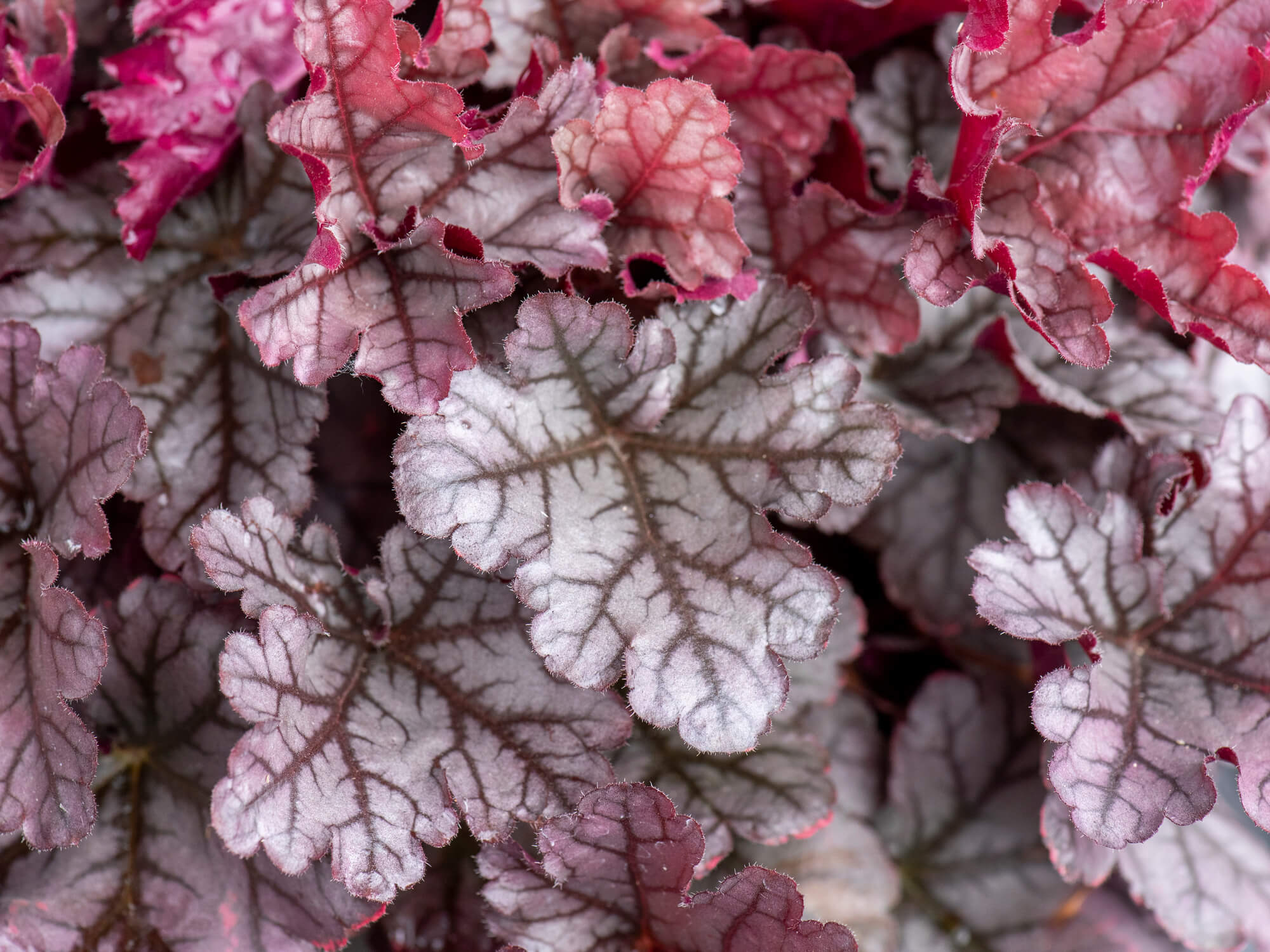 Żurawka – Heuchera 'World Caffe Frappe’ fioletowe liście P9