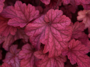 Żurawka World Caffe Shakerato kolorowe liście P9