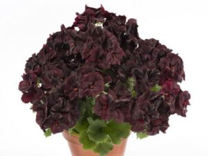 Pelargonia angielska Aristo Black Velvet P12