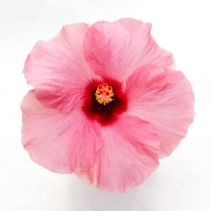 Hibiskus Adonicus Double Pink różowe kwiaty P9