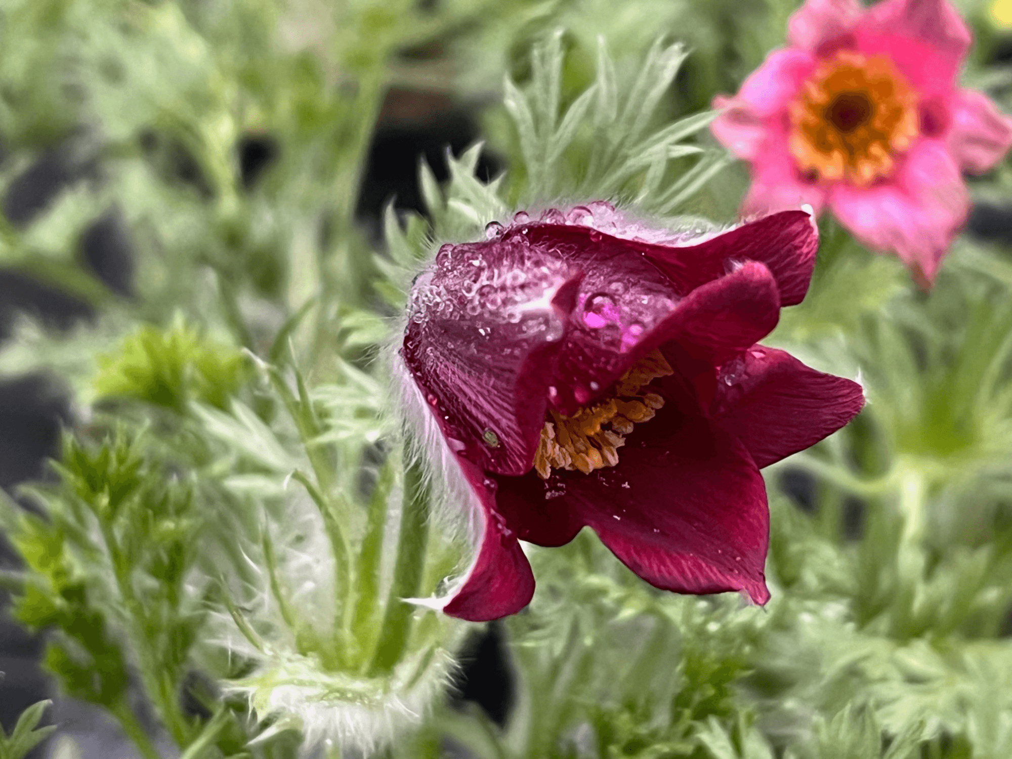Sasanka zwyczajna 'Red Bells / Rote Glocke’ P9 purpurowa