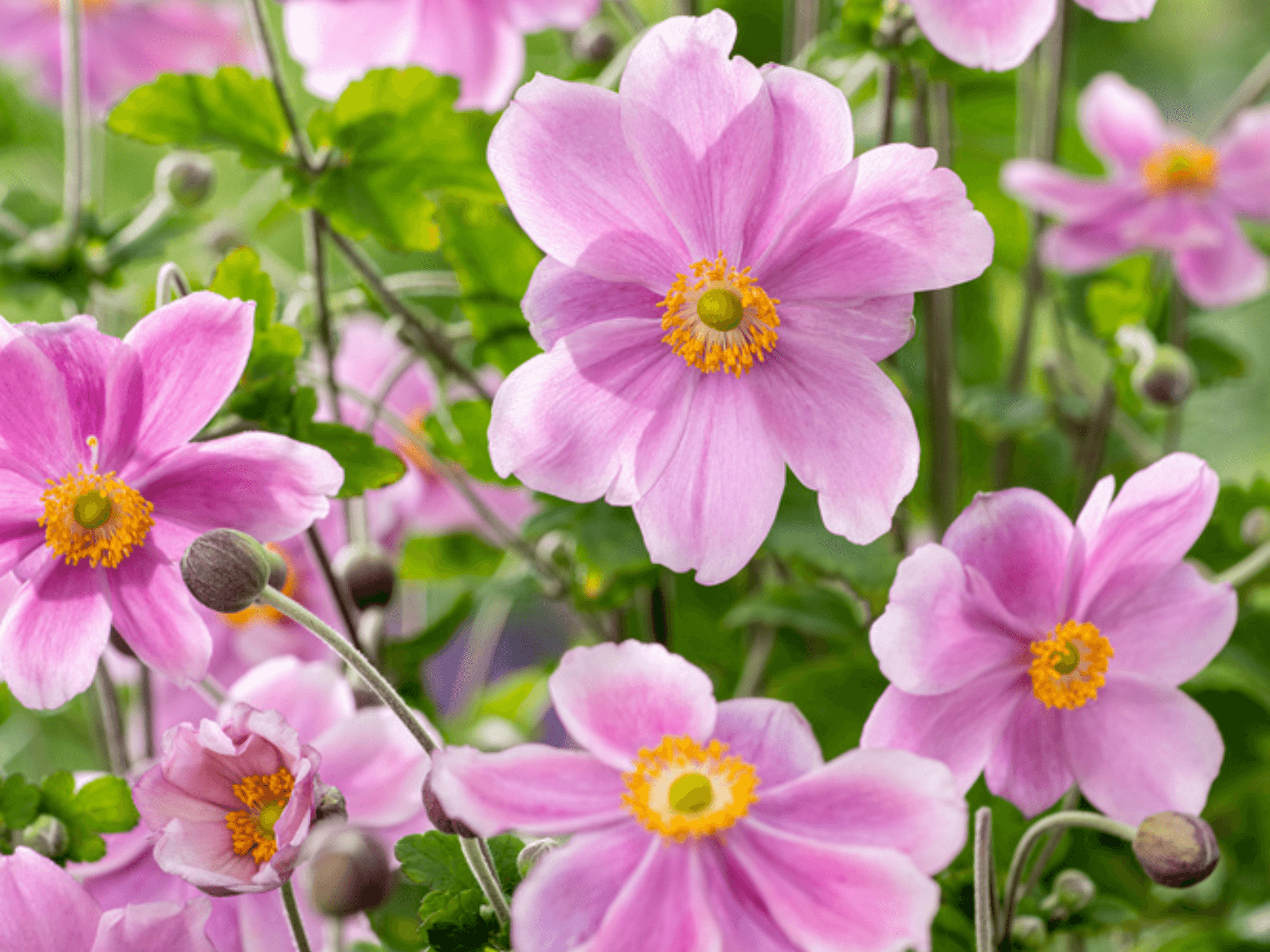 Zawilec – Anemone 'Lorelei’ sadzonka P9 różowe kwiaty
