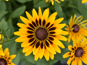 Rudbekia 'SmileyZ Party' żółte kwiaty P9