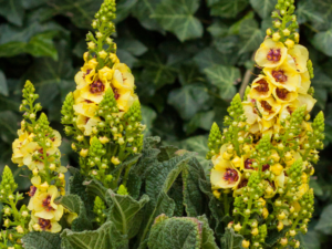 Dziewanna 'Dark Eyes' sadzonka P9 żółte kwiaty niska