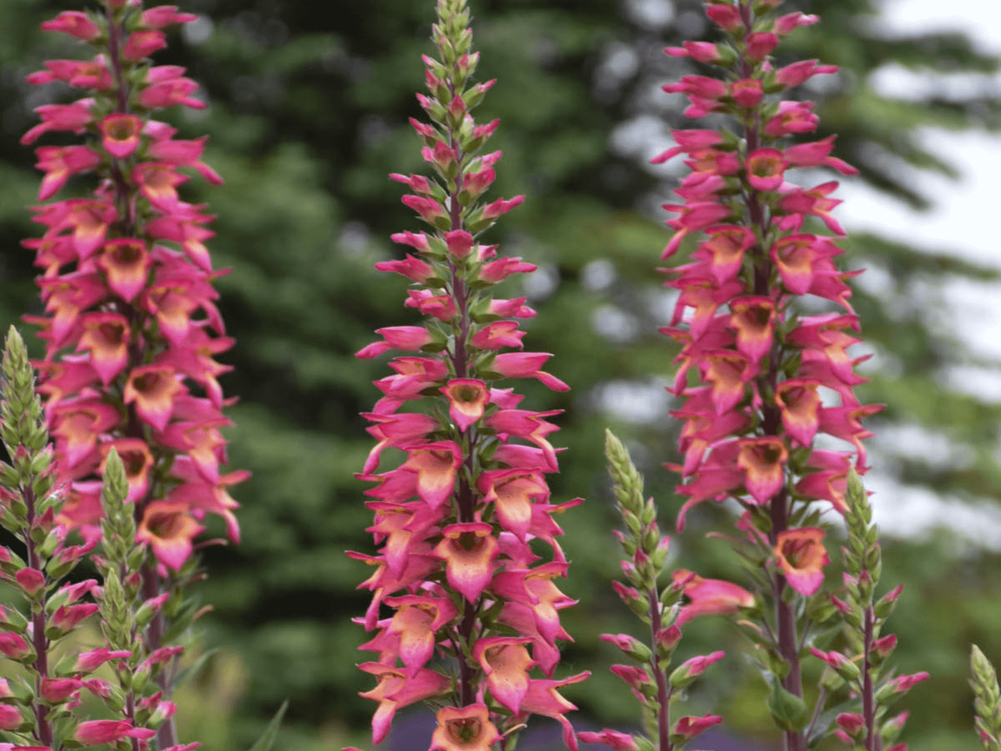 Naparstnica – Digitalis 'Rising Phoenix’ sadzonka P9 różowa