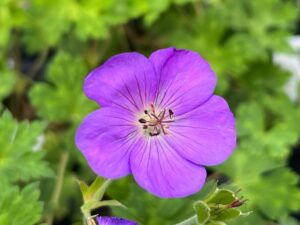 Bodziszek 'Kelly Anne' Geranium P9 jasnoróżowe kwiaty