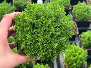 Hebe Green Globe zimozielona roślina duża sadzonka C1,5