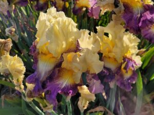 Irys  bródkowy Bold Movie kłącze żółto-fioletowy nr 934