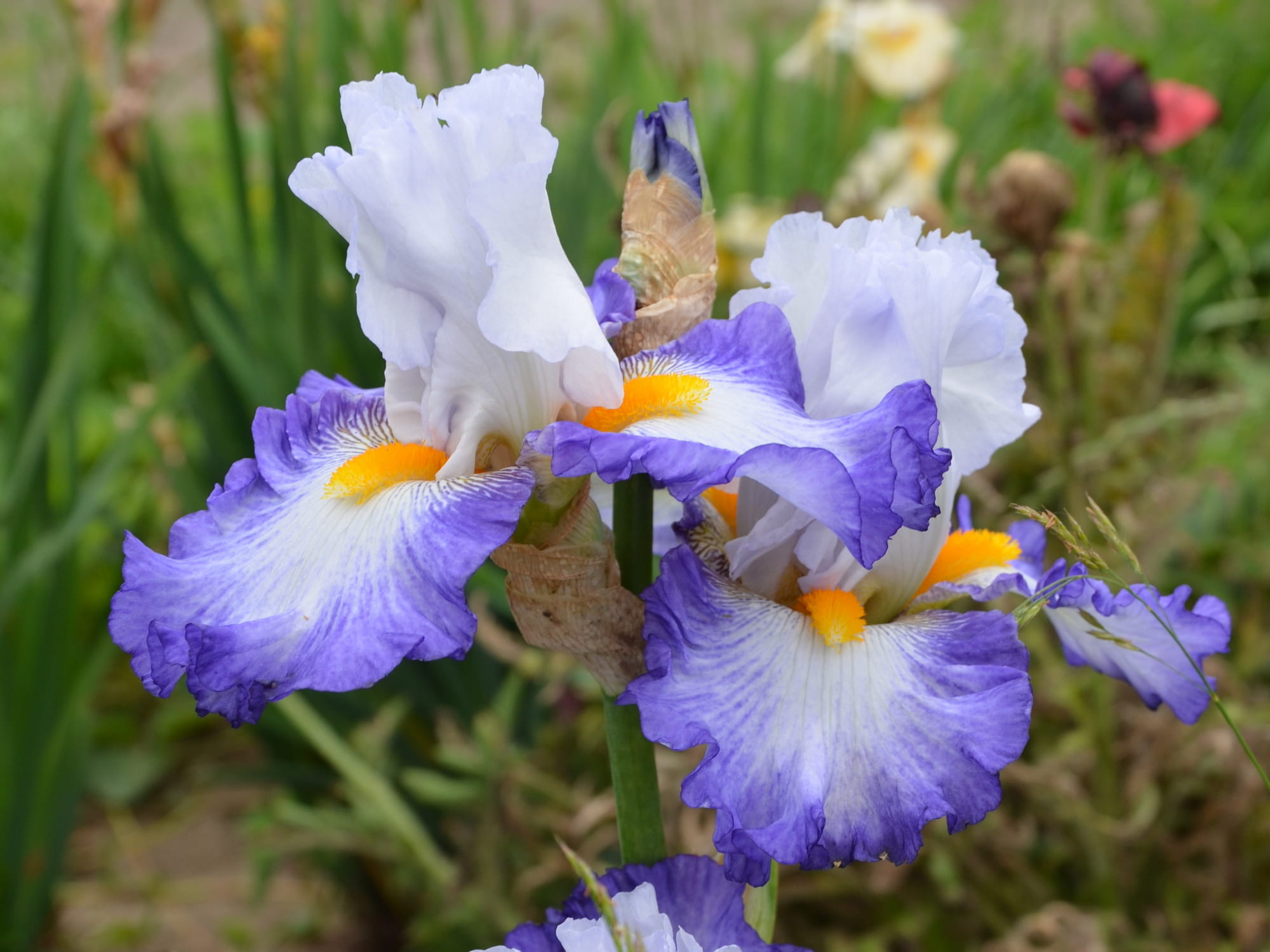 Biało-fioletowy kwiat kosaciec