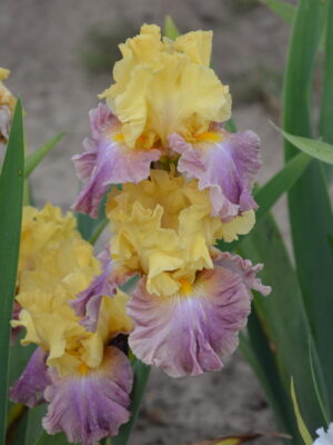 Kolorowy kwiat kosaciec