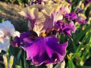 Irys bródkowy 'Cafe d'Amour'