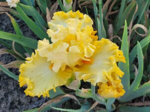 Irys bródkowy Dance Till Dawn żółte kwiaty kłącze nr 905