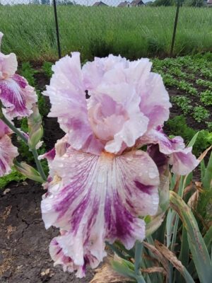 Irys bródkowy Die Laughing kłącze biało-fioletowy