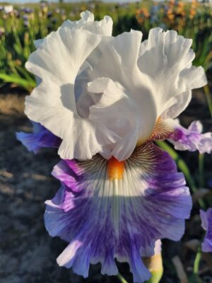 Irys bródkowy 'Get My Number' kłącze biało-fioletowy