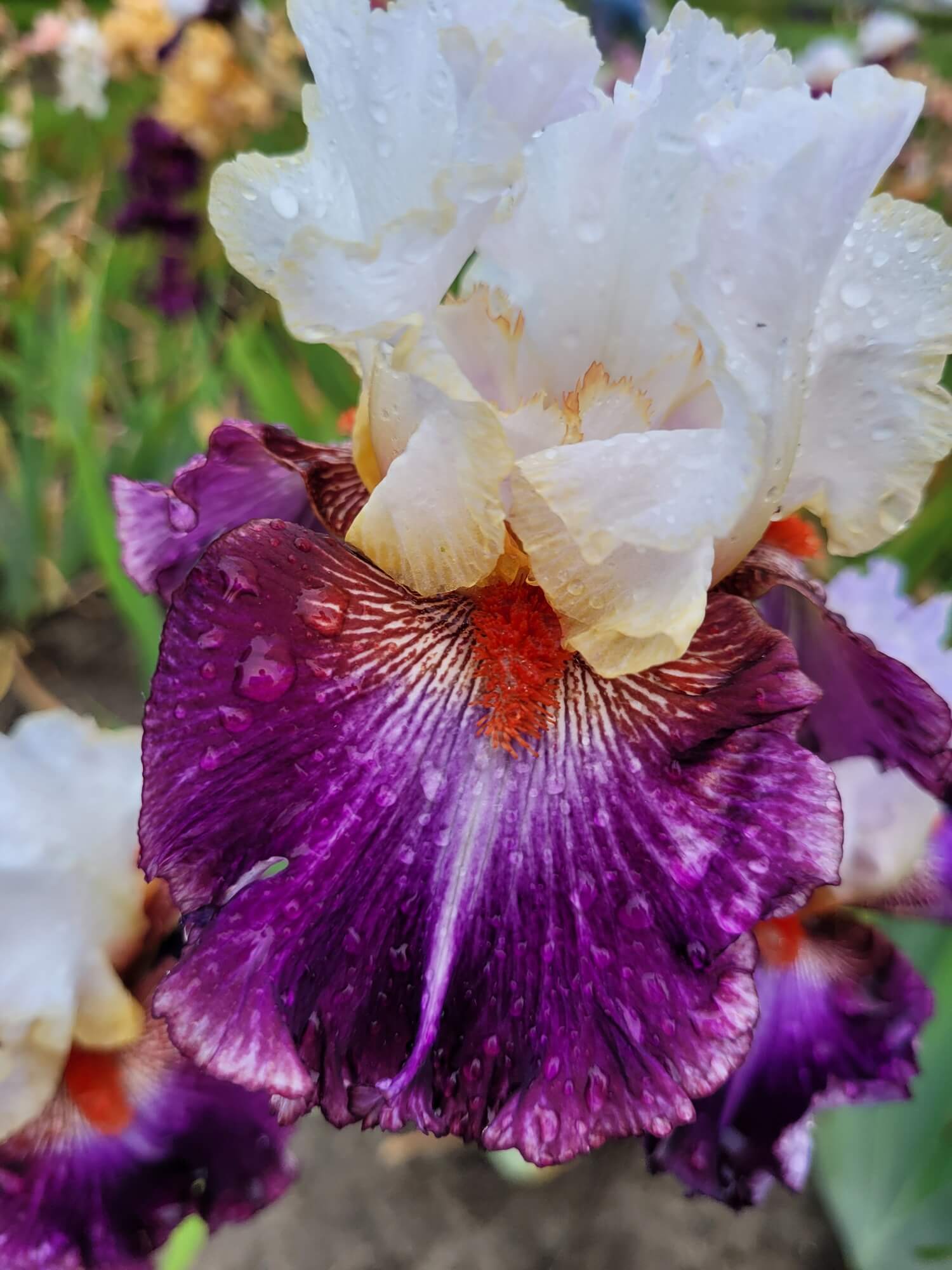 Irys bródkowy Giorgio biało-fioletowy kosaciec kłącze nr 975