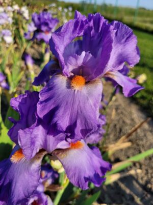Irys bródkowy 'Glad' kłącze fioletowy