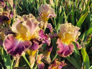 Wielobarwne kwiaty irysa