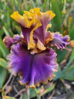 Irys bródkowy  'I'm All Shook Up'  kłącze fioletowo-żółty