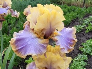 Iris bródkowy 'Loughing Clown' kłącze żółto-fioletowy nr 955