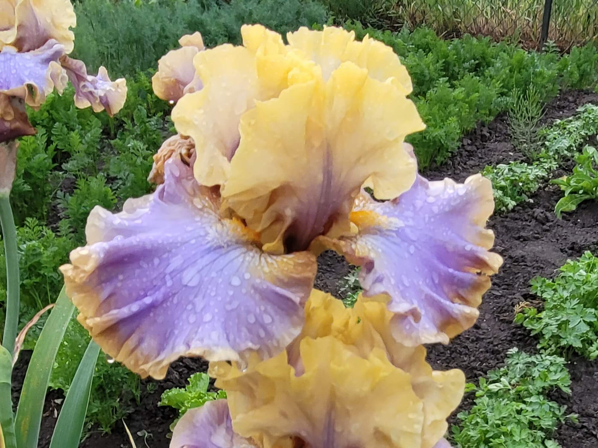 Iris bródkowy 'Loughing Clown’ kłącze żółto-fioletowy nr 955