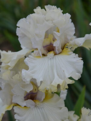 Irys bródkowy Marble Statue kremowo-żółty kłącze nr 878