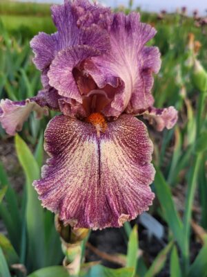 Irys bródkowy 'Queen in Calico' kłącze fioletowo-różowy