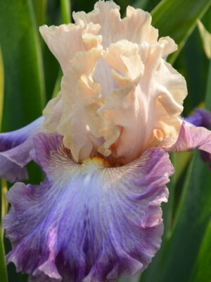 Irys bródkowy 'Quiet Beauty' kłącze kremowo-fioletowy