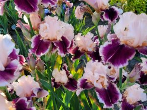 Łososiowo-bordowe kwiaty kosaciec