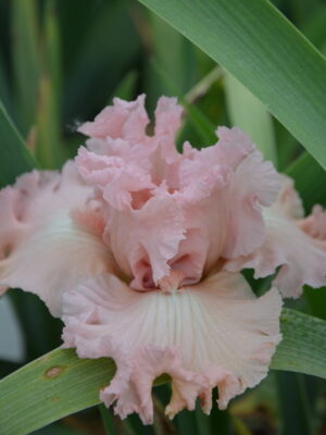 Irys bródkowy Strawberry Shake różowe kwiaty kłącze nr 814