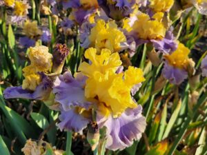 Irys bródkowy 'Swedish Lullaby' kłącze żółto-liliowy