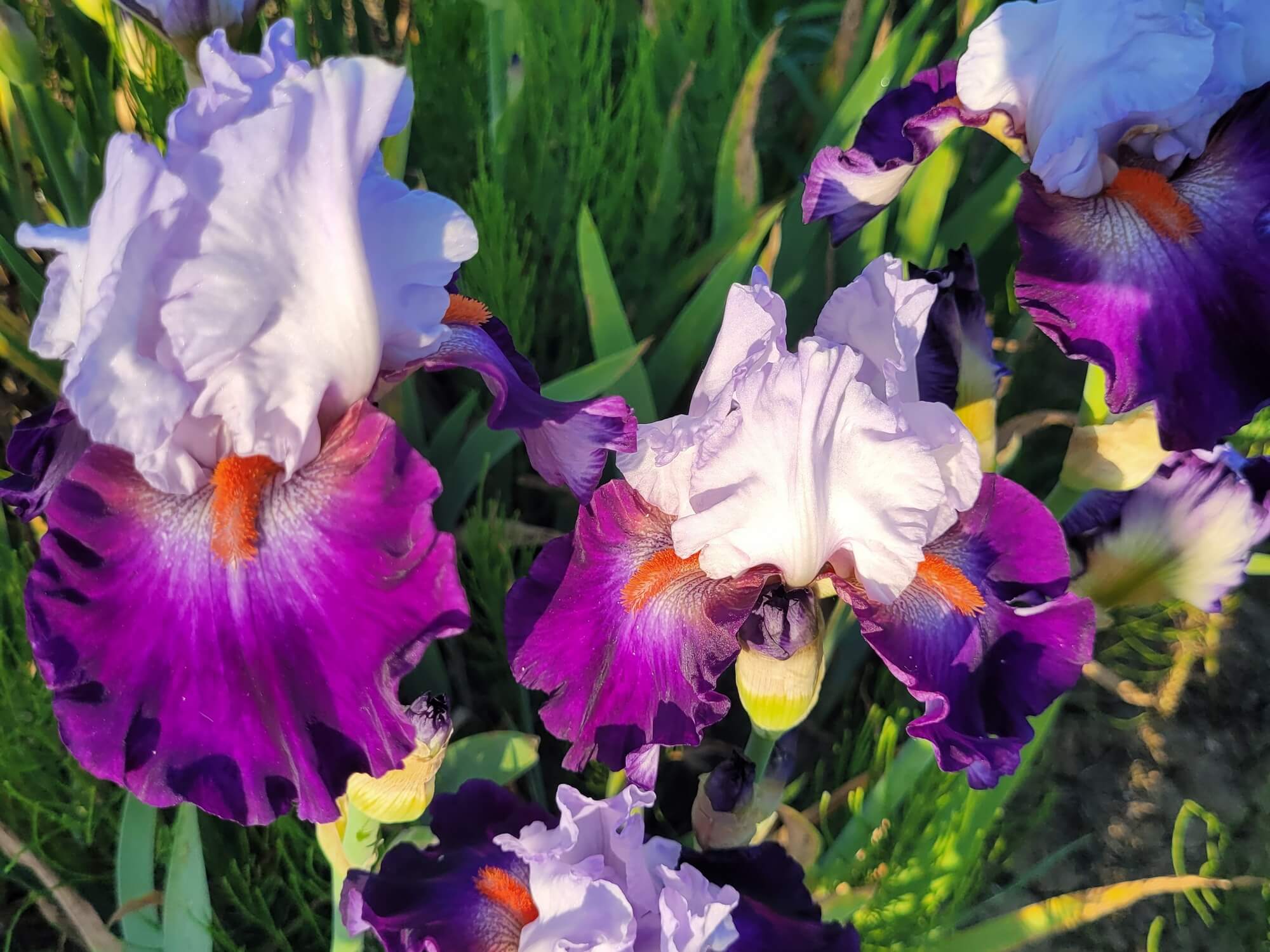 Irys bródkowy Team Spirit biało-fioletowe kwiaty kłącze nr 824