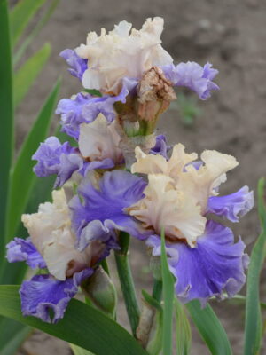 Irys bródkowy Wishes Granted kolorowe kwiaty kłącze nr 941