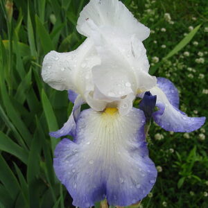 Irys bródkowy Brook Flower