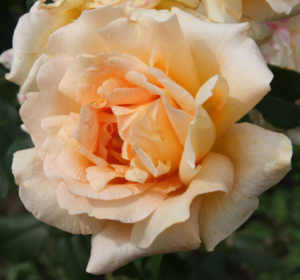 Róża wielkokwiatowa Casanova sadzonka P11 herbaciana od 30.03.2026