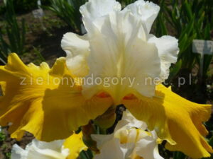 Biało-żółty kwiat irys