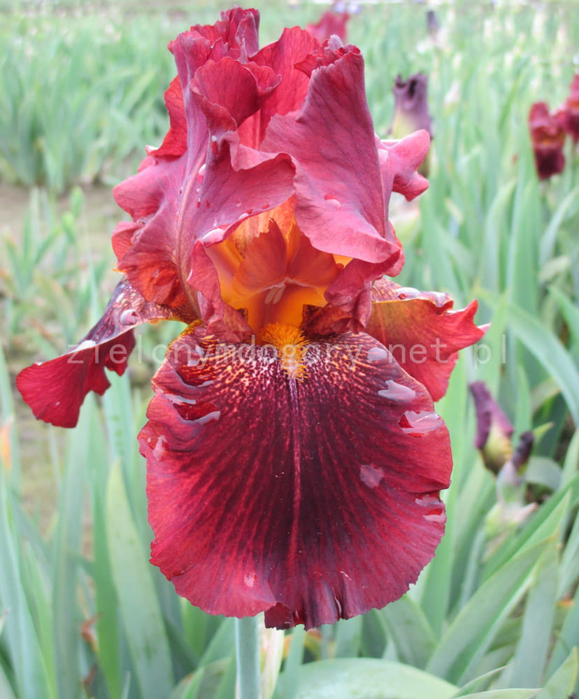 Irys bródkowy Chief Hematite czerwone kwiaty kłącze nr 222