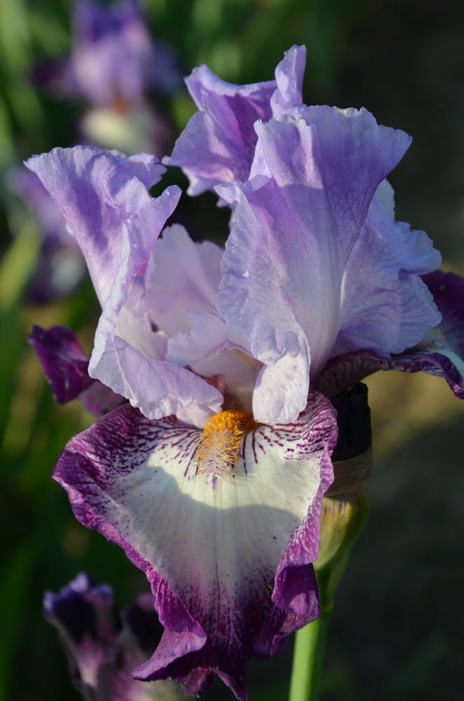 Irys bródkowy Eagle’s Flight fioletowy kłącze nr 182