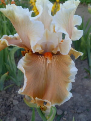 Irys bródkowy Fondation Van Ghogh brzoskwiniowy kłącze nr 157