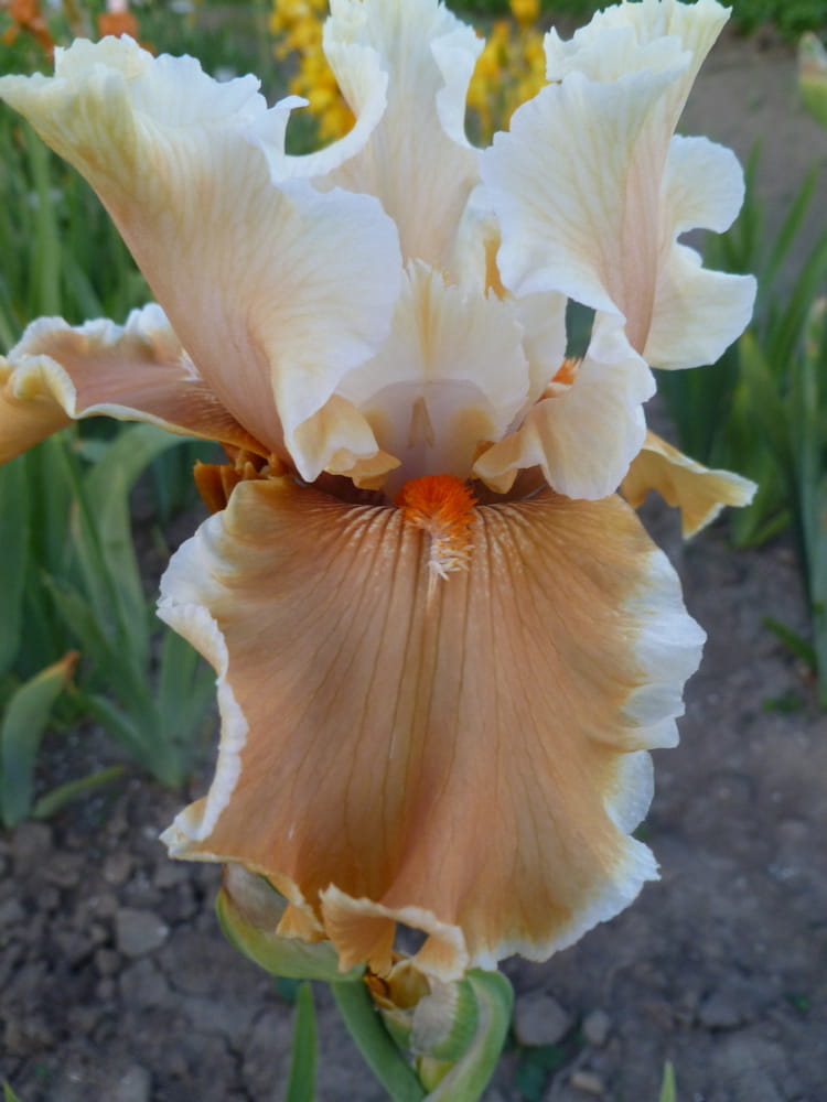 Irys bródkowy Fondation Van Ghogh brzoskwiniowy kłącze nr 157