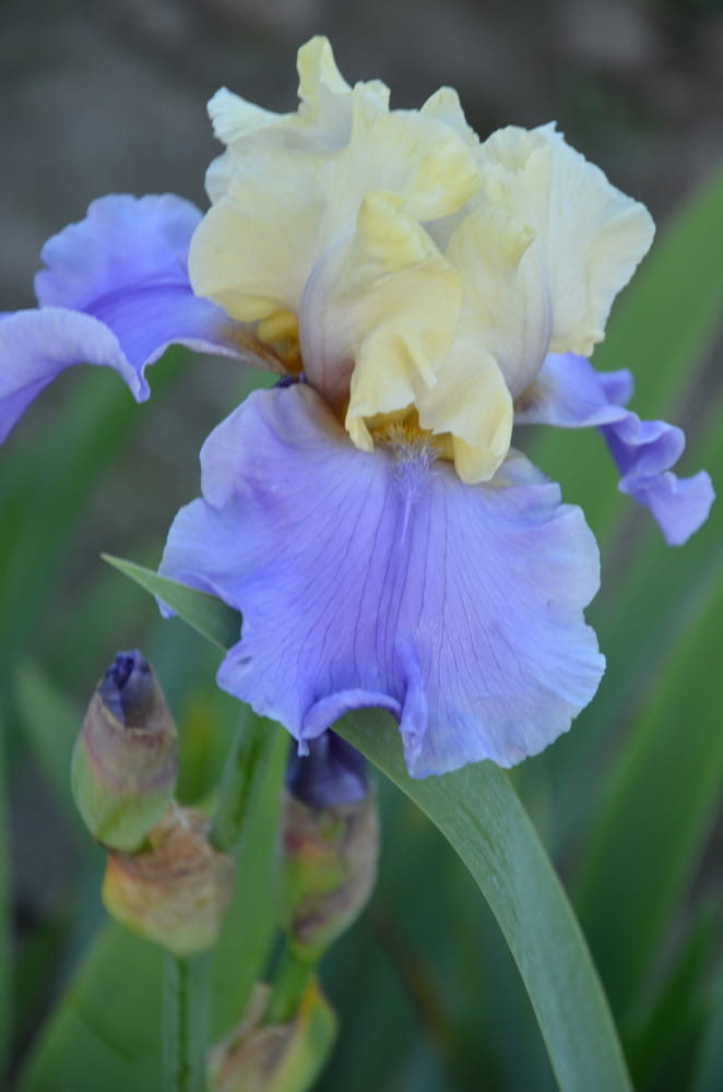 Irys bródkowy Haut Les Voiles żółto-niebieskie kwiaty kłącze nr 860