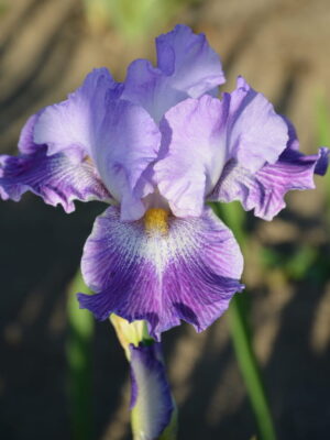 Irys bródkowy Pebble Fresh fioletowy kłącze nr 477